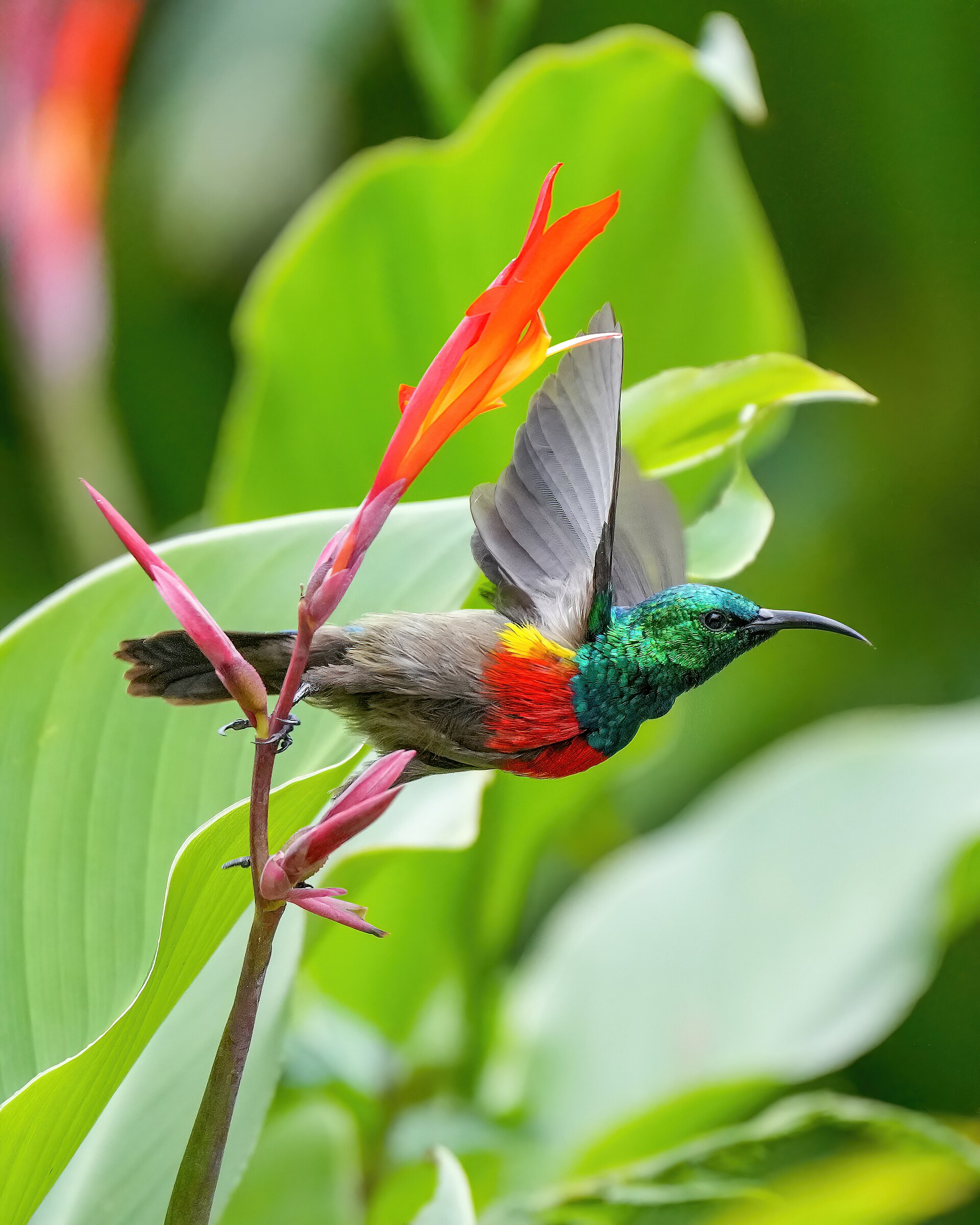 A sunbird sips nectar from a red canna lily flower, representing the delicate process of recalling memoir.